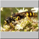 Ectemnius lituratus - Grabwespe w10.jpg